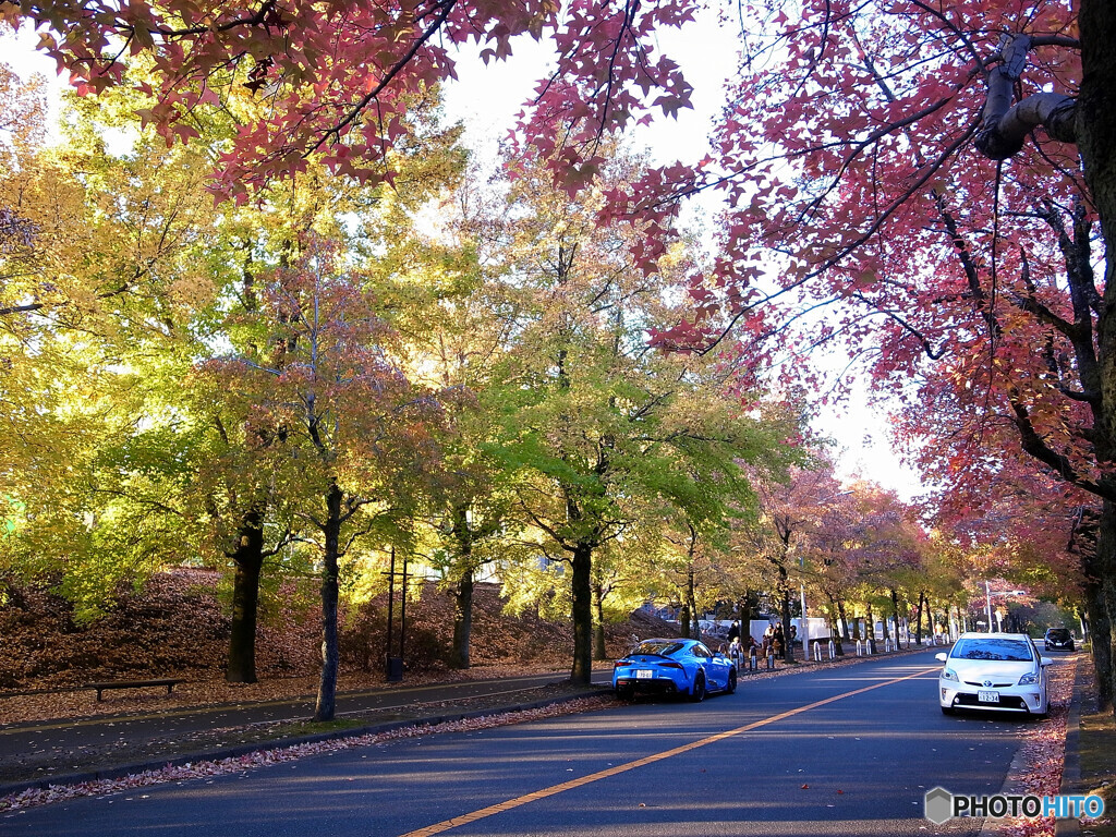 紅葉散歩Ⅶ❁三色彩道2023