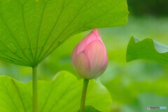 また会う日まで・蓮