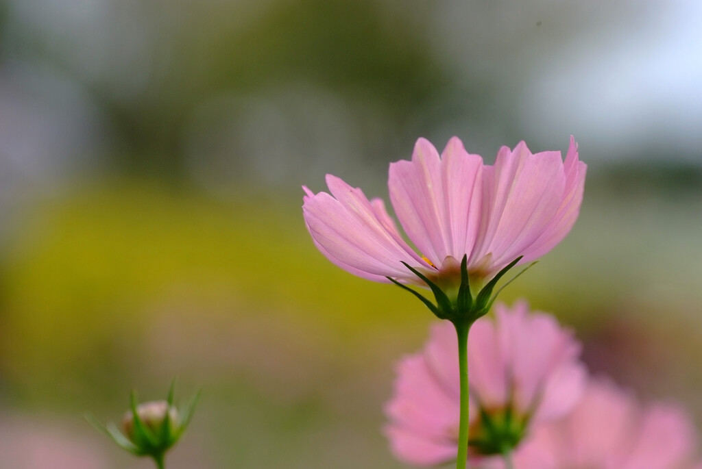 凜として✿神無月の華