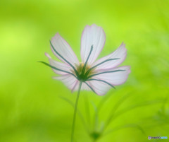 秋の誘惑・秋桜