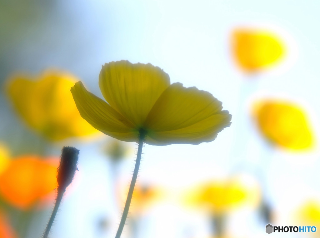 時をかける華・第4章