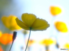 時をかける華・第4章