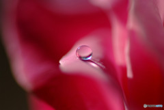 神無月の夢・雫