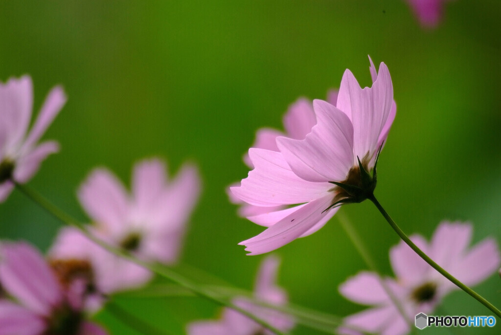 My Best Friend✿秋桜