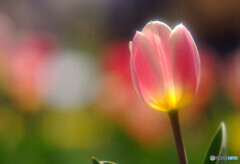 秘密の花園✿彩