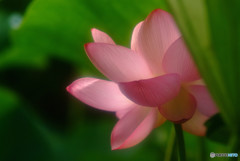 天使の休息