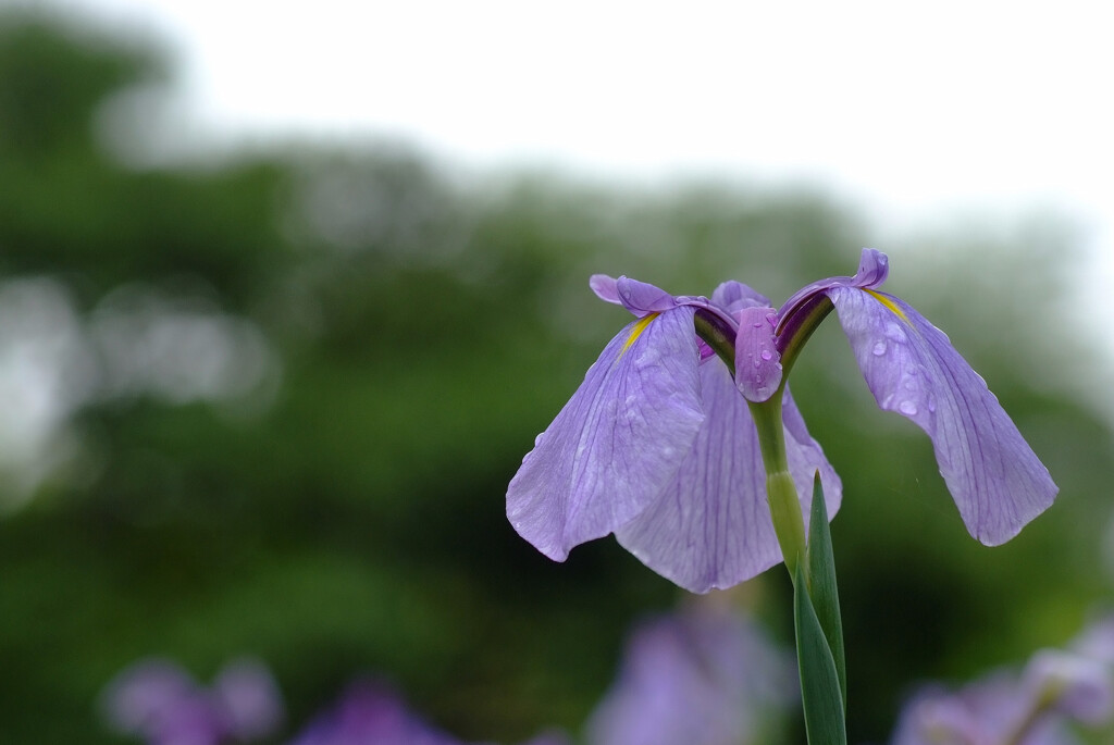 ☂はお好きですか✿菖蒲