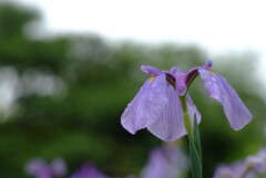 ☂はお好きですか✿菖蒲