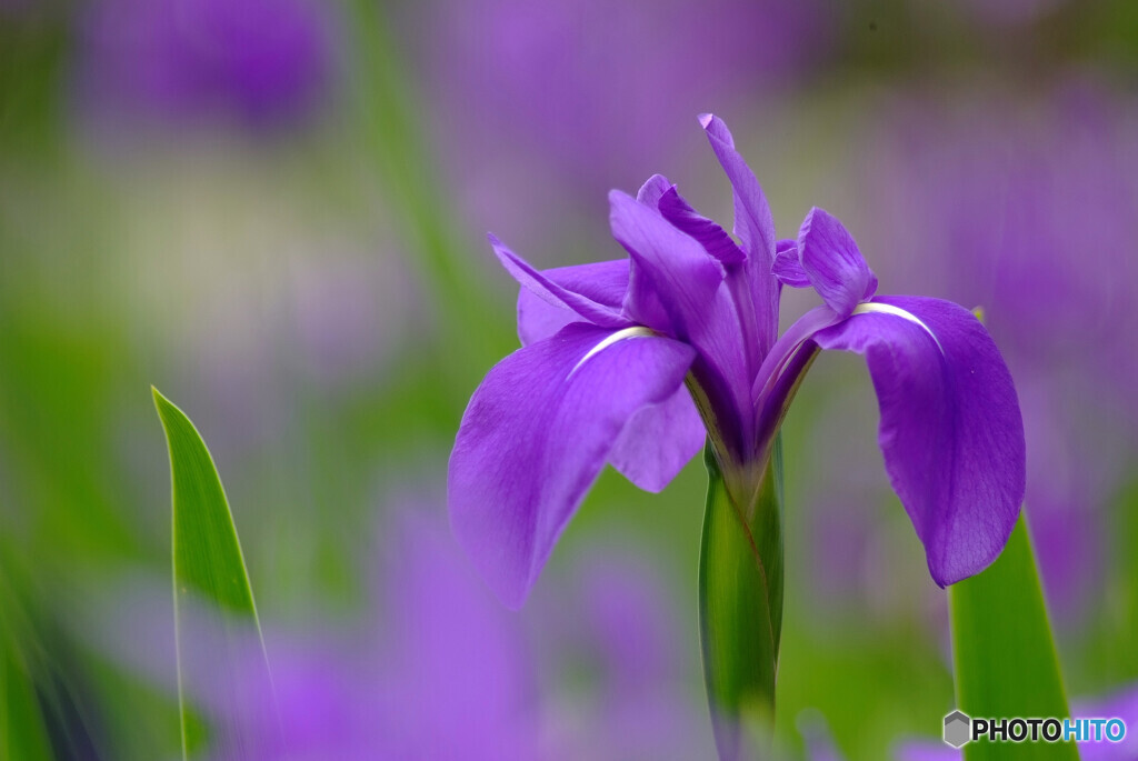 秘密の花園❁杜若2023
