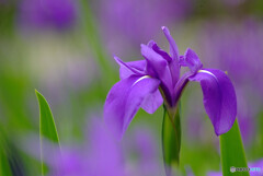 秘密の花園❁杜若2023