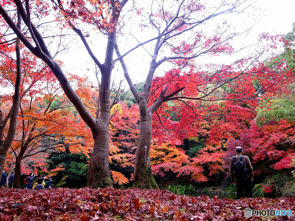 紅葉と老人✿晩秋2022