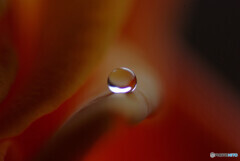 朝の出会い・瞳