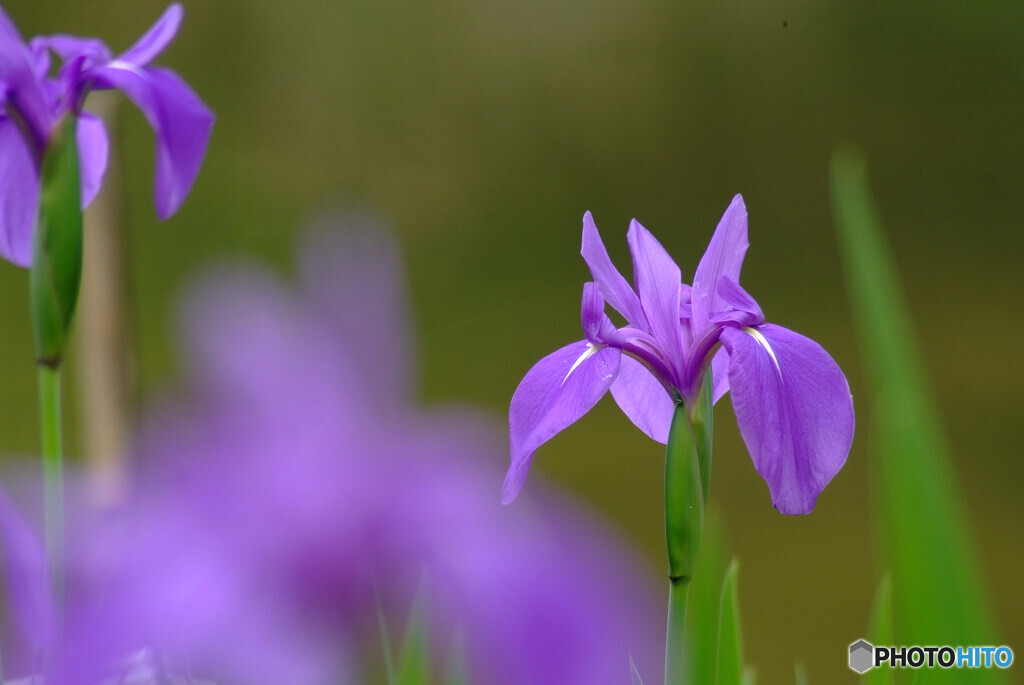 Japanese Beauty✿やすらぎの時