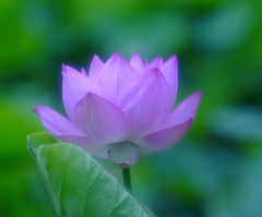 幻想・雫