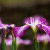 水無月の輝き✿菖蒲