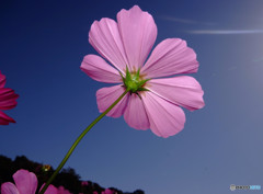 奇跡を望むなら・・