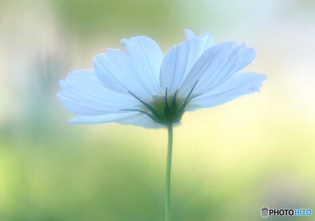 祈り・Cosmos