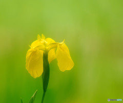 夢を信じて・華