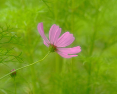 秋花火・こすもす