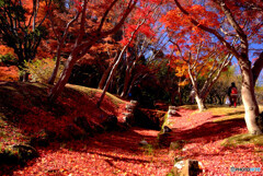落葉の路✿万博公園2023