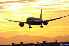 陽はまた昇る✈JAL Dreamliner