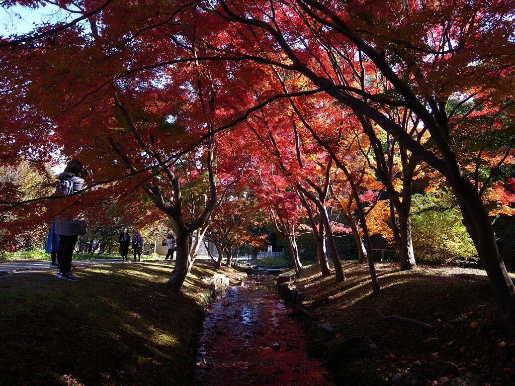 紅葉を楽しむ✿万博2025