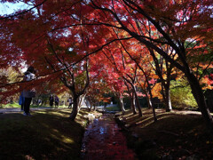 紅葉を楽しむ✿万博2025