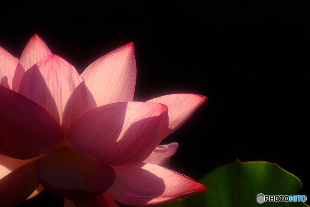 Japanese heart❁蓮