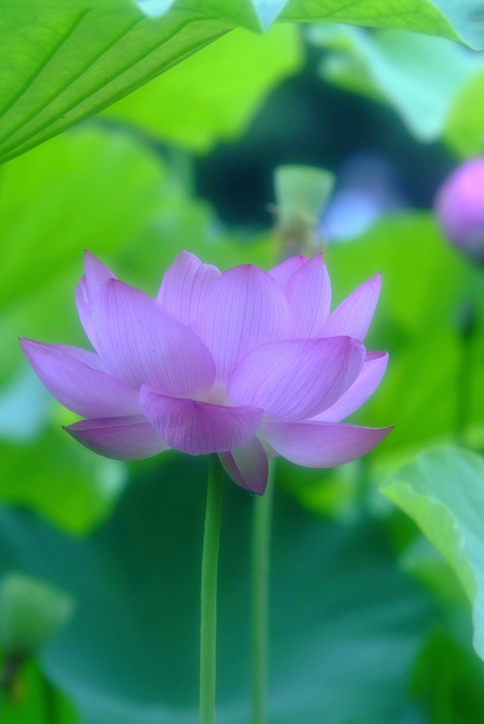 未来へ一歩・蓮