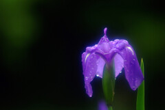 ☂を楽しむ✿Iris laevigata