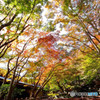 錦秋・勝尾寺にて