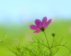 秋風・こすもす