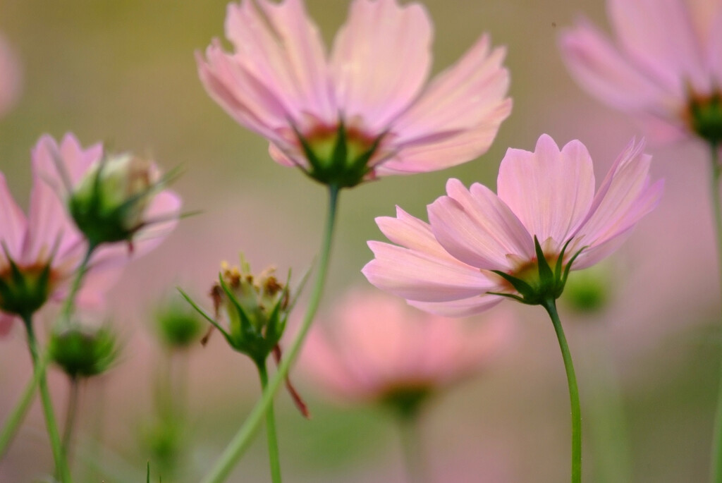 Cosmos theater➏秋の恋人2025