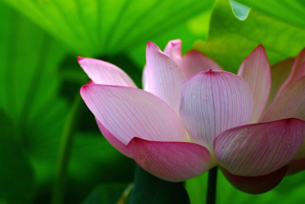 心のOasis✿蓮の朝