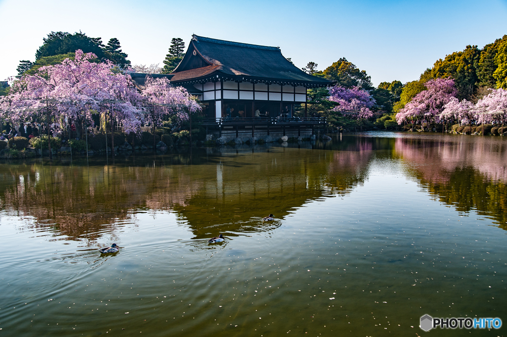 安平神宮の桜