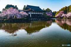 安平神宮の桜