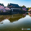 安平神宮の桜