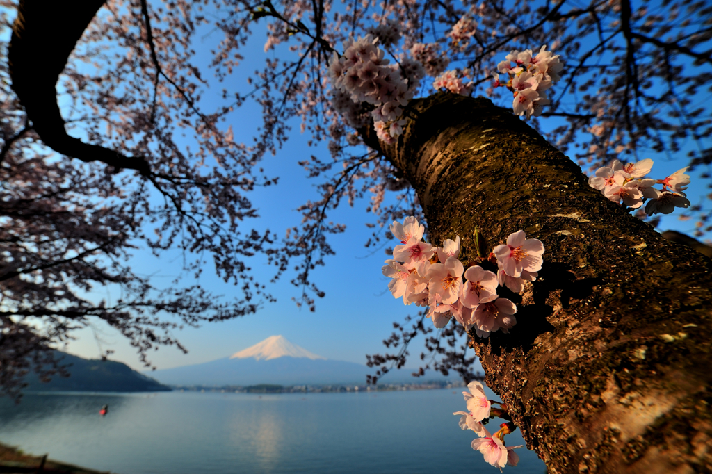 富士山、桜