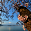 富士山、桜