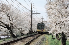 桜の鉄道