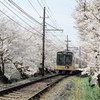 桜の鉄道