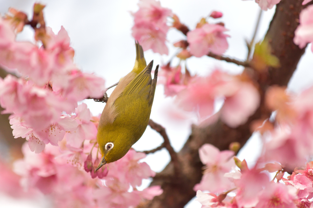 春の気配