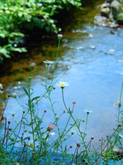 川辺の白い花