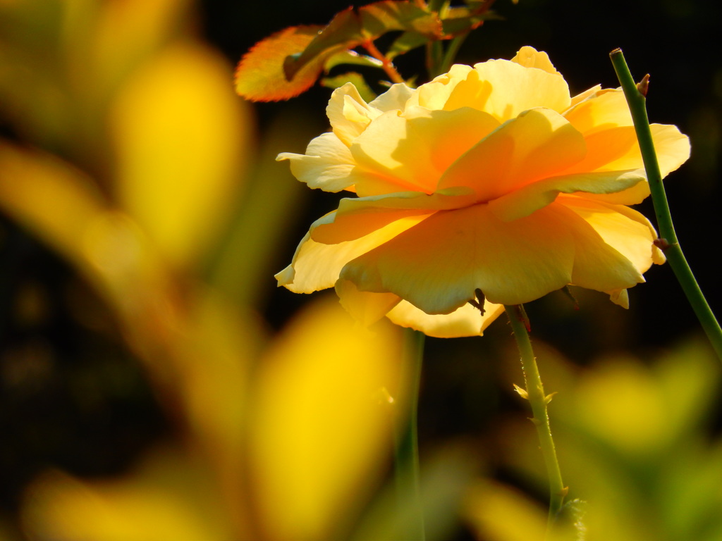 黄金の薔薇 By さきこ Id 写真共有サイト Photohito