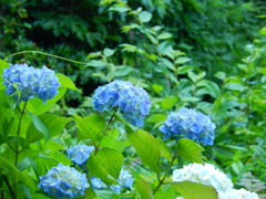 みずいろの紫陽花