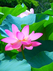 早朝しか咲いてないと思って