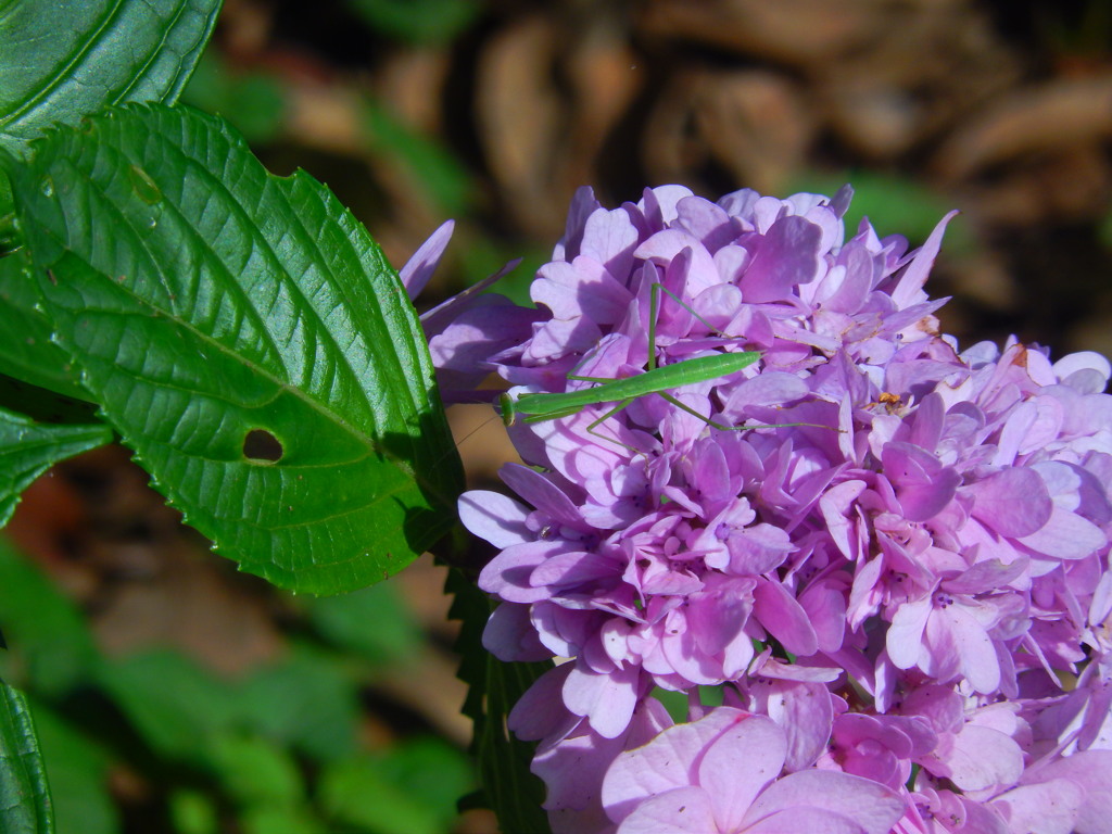 蟷螂と紫陽花