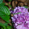 蟷螂と紫陽花
