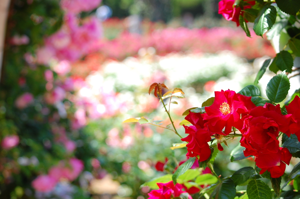 薔薇の園