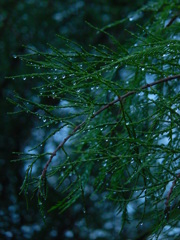 雨のあと